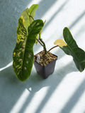 Philodendron "Aquarius" (Florida Beauty x Paraiso Verde)