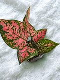 Aglaonema Red Valentine