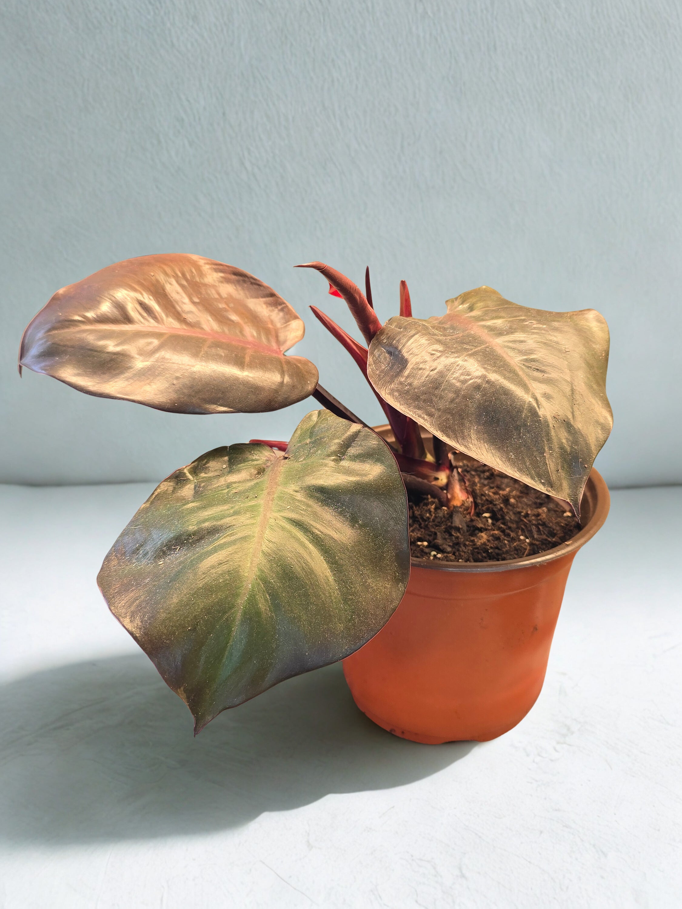 Philodendron Cherry Red
