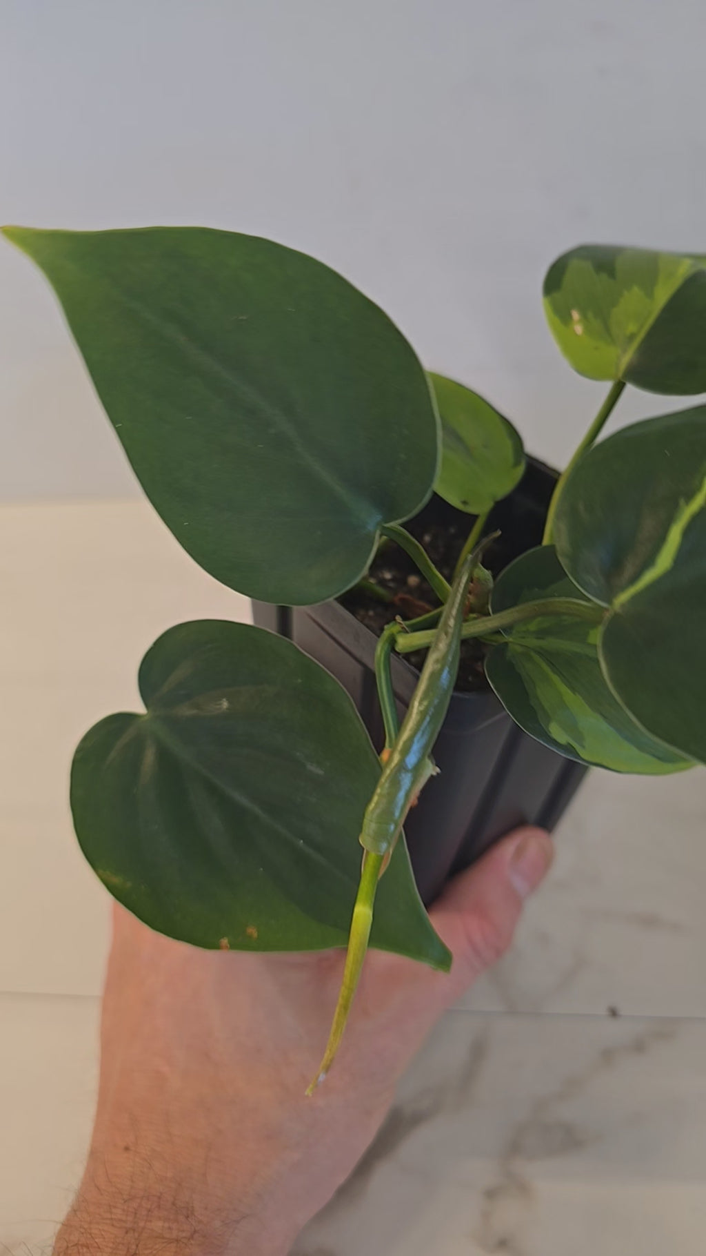 Philodendron 'Brasil'