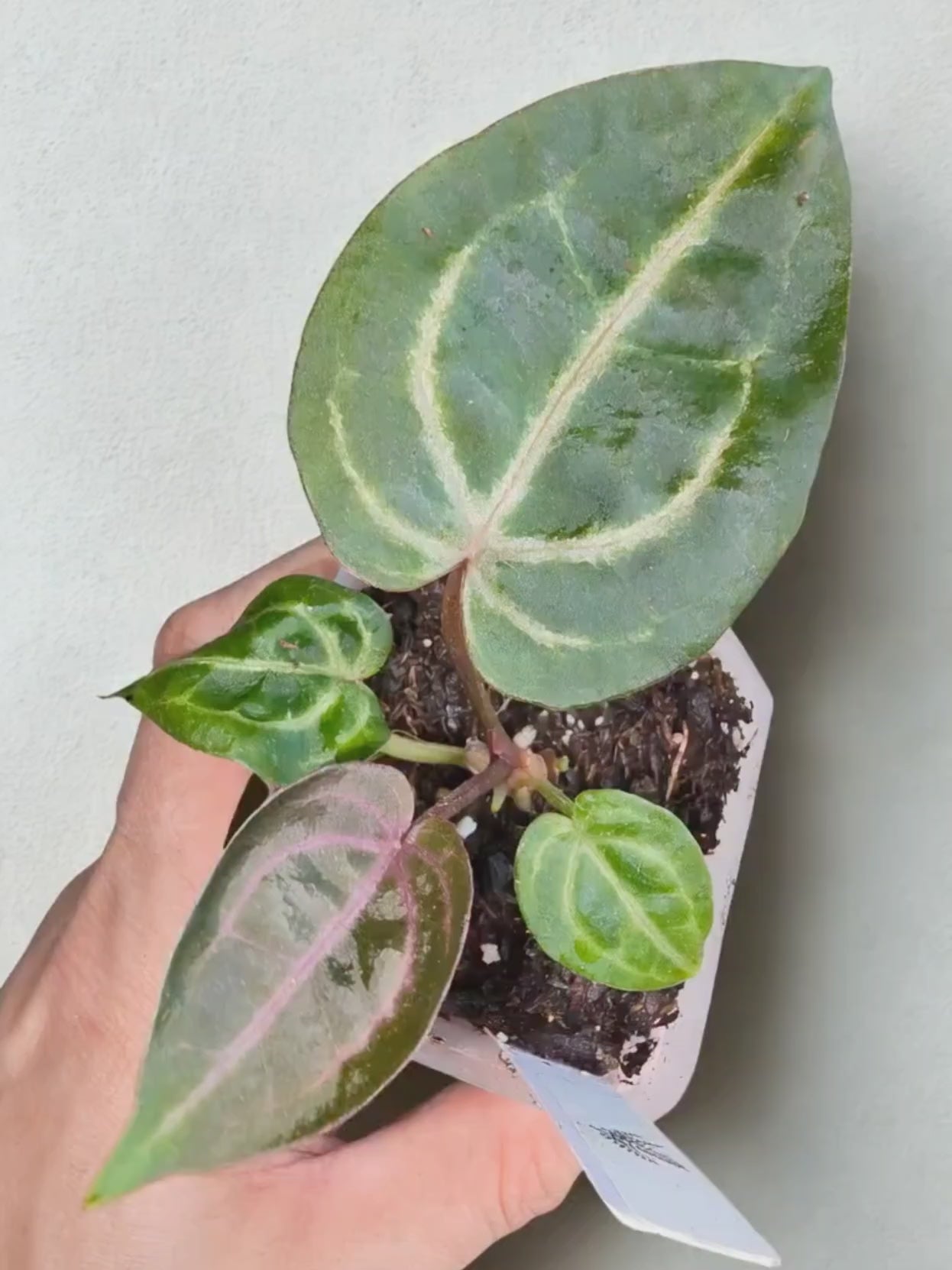 Anthurium 'Wonderboy × Michelle'
