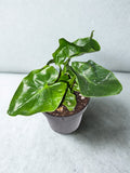 ‘Atom’ (Super Atom) Philodendron