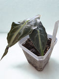 'Venom' Alocasia