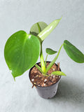 Philodendron "Grazielae Sparkling Heart"