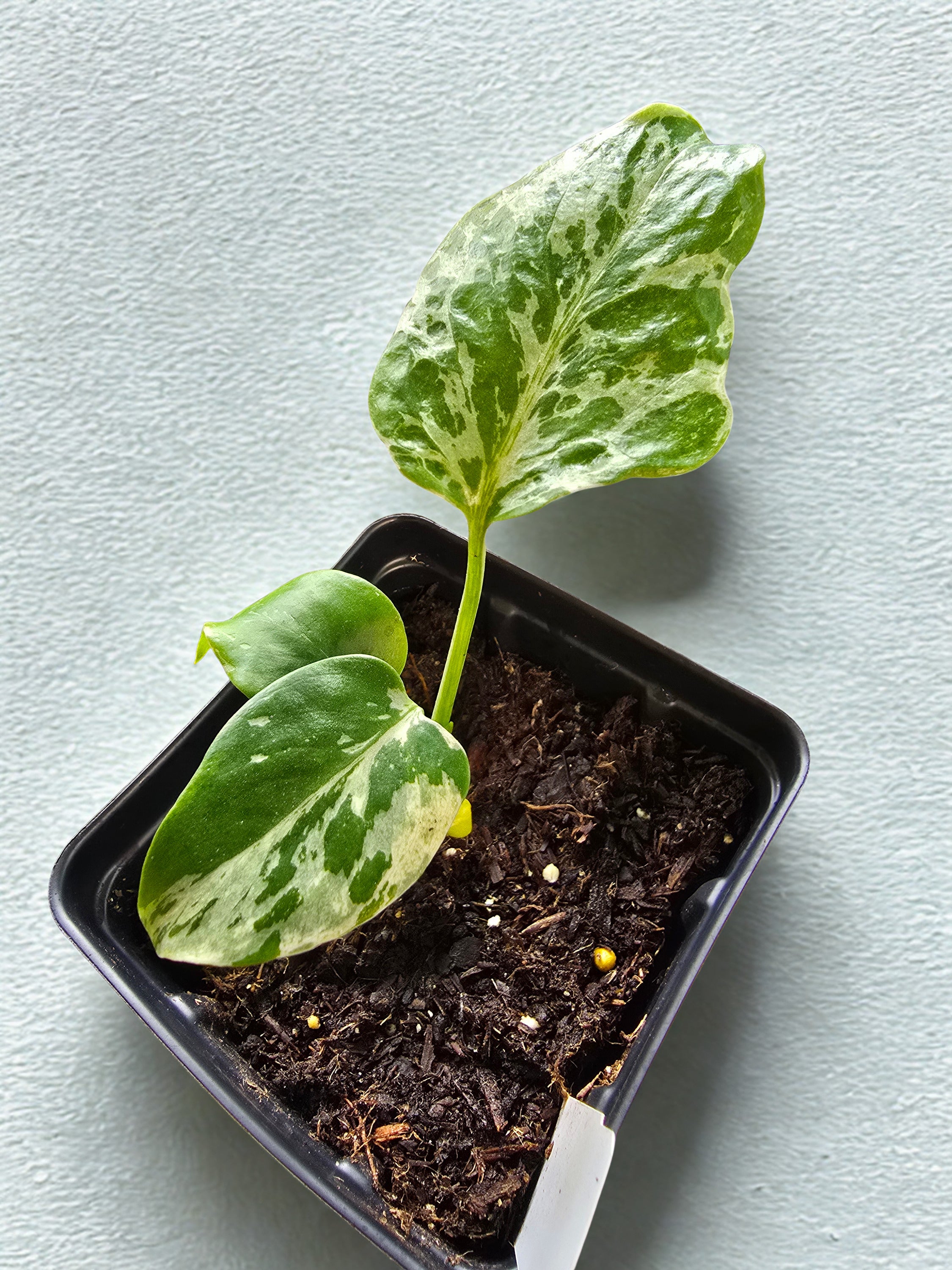 "Bulbasaur" Monstera Deliciosa