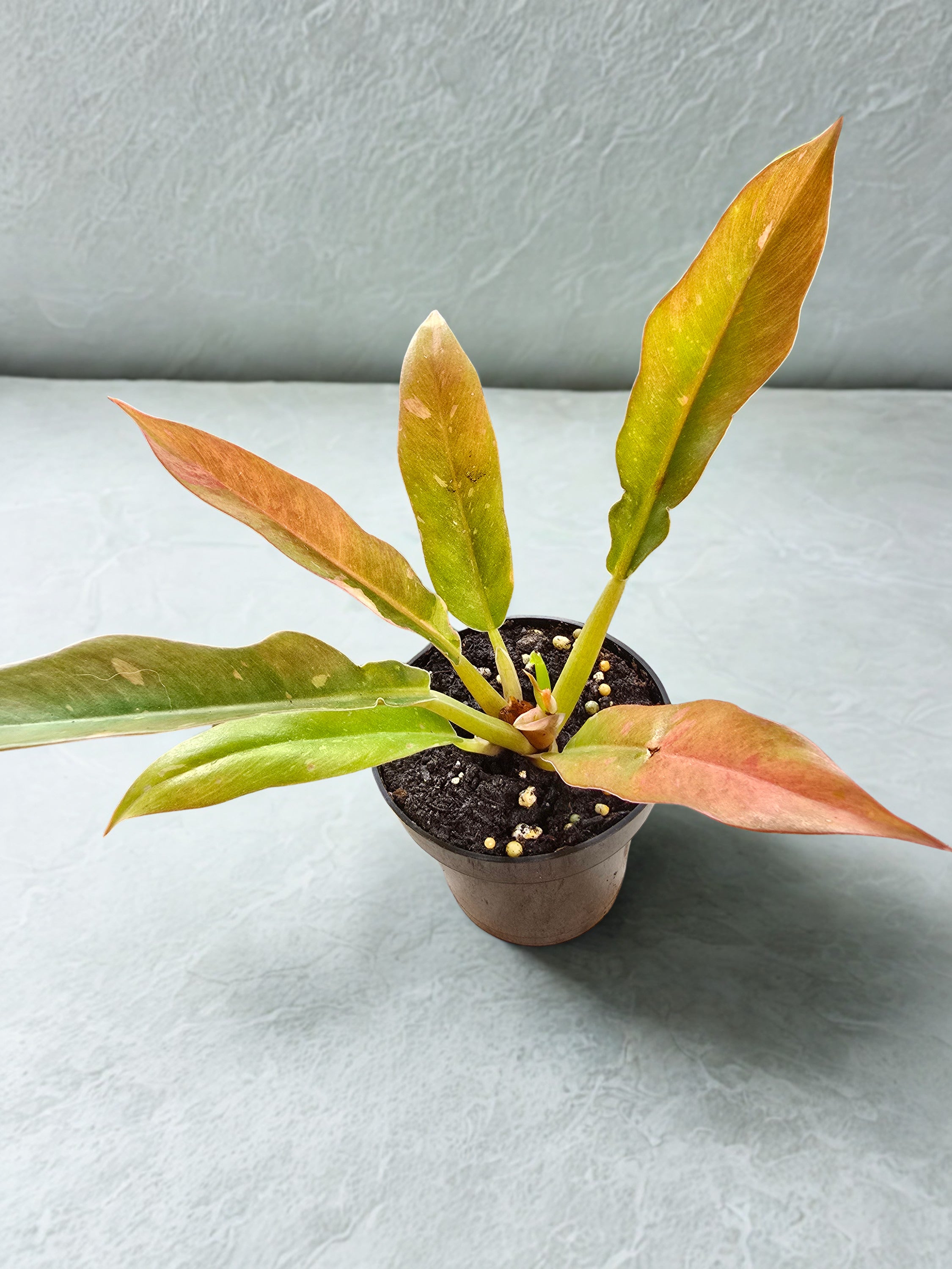 'Ring of Fire' Philodendron
