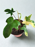 Philodendron ‘Florida Beauty’