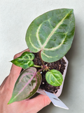 Anthurium 'Wonderboy × Michelle'