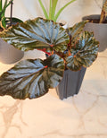 Begonia 'Black Magic'