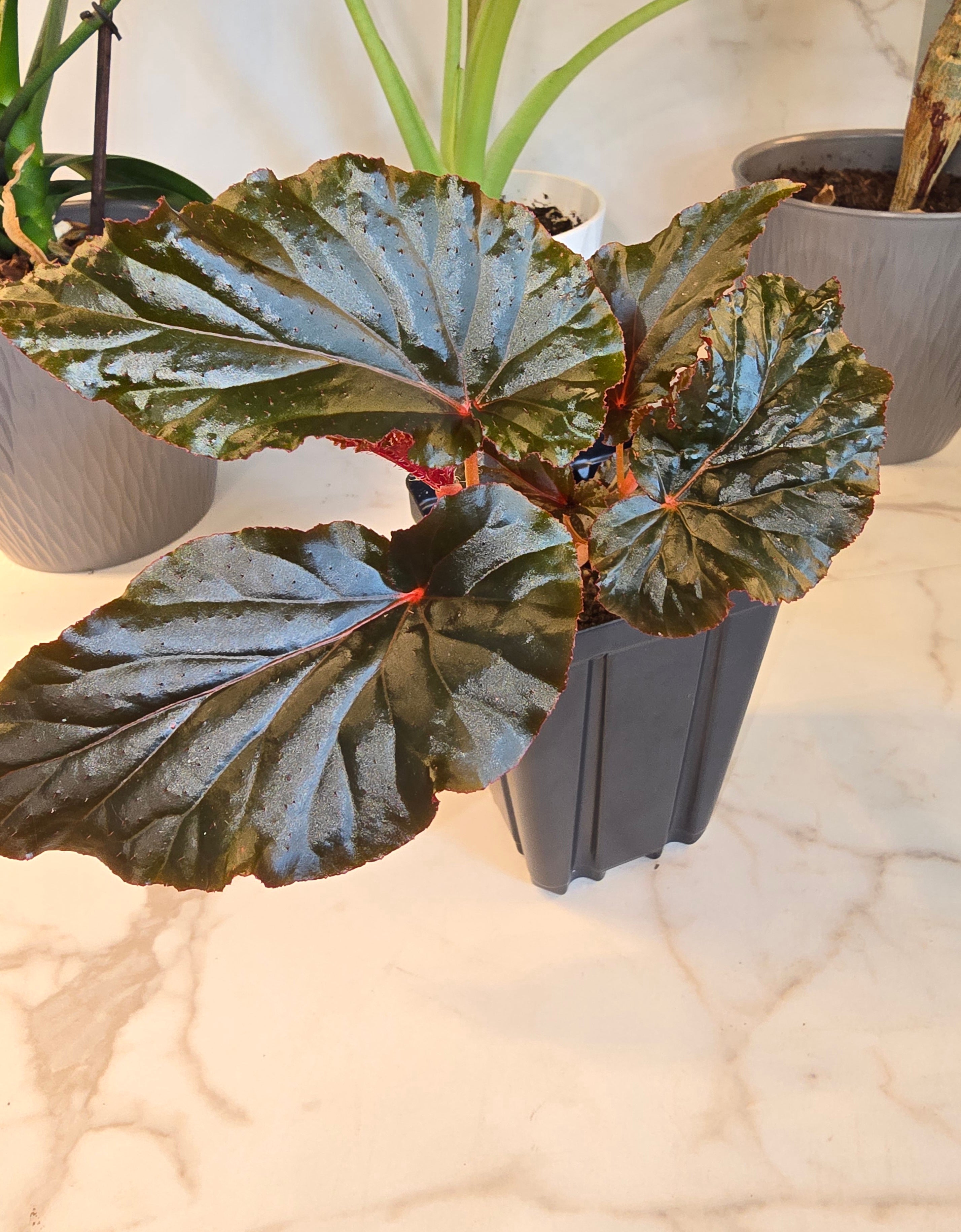 Begonia 'Black Magic'
