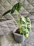 Alocasia Frydek Albo High Variegation
