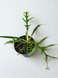'Tortum' Philodendron