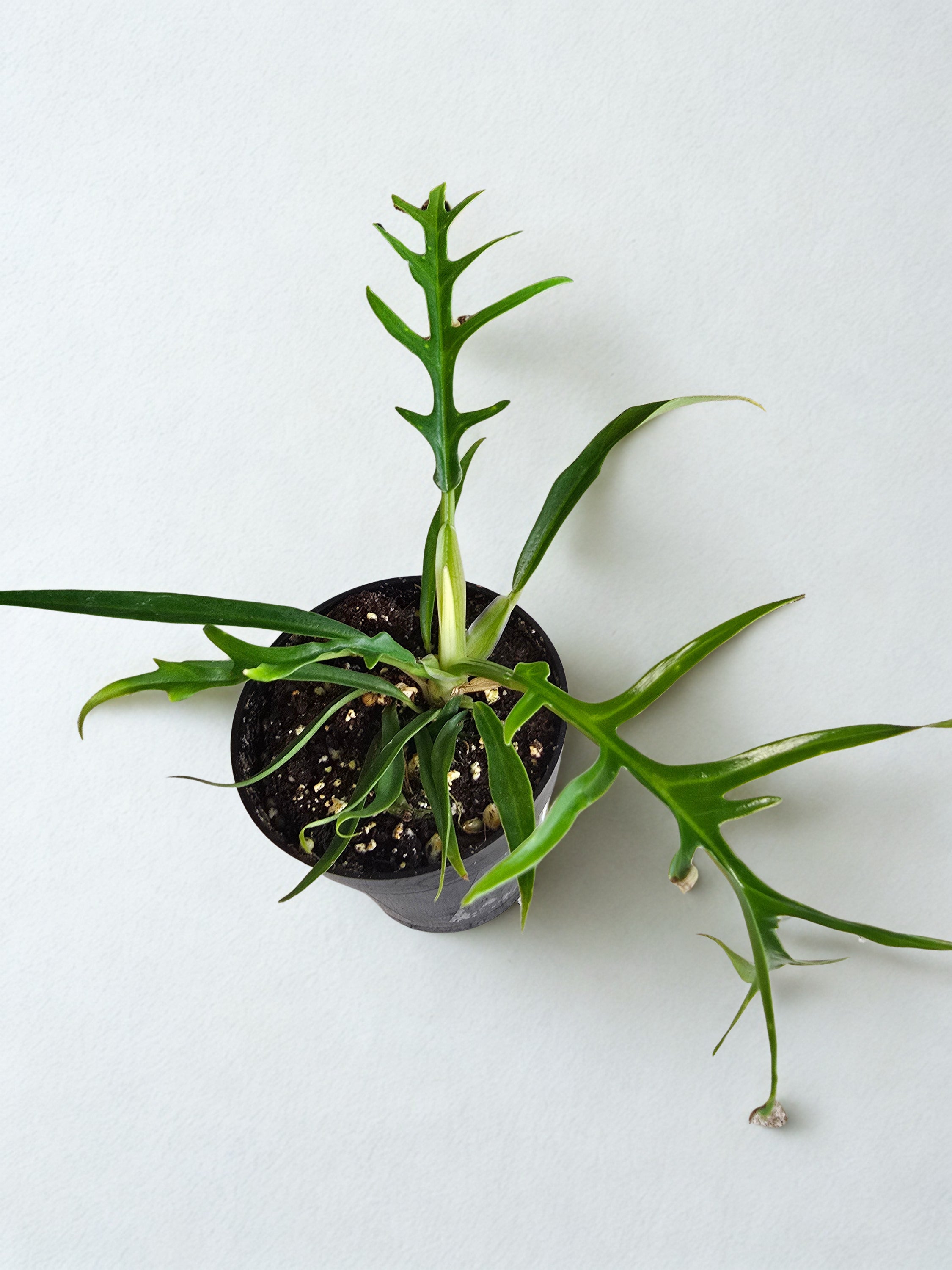 'Tortum' Philodendron