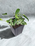 Epipremnum pinnatum “Marble”