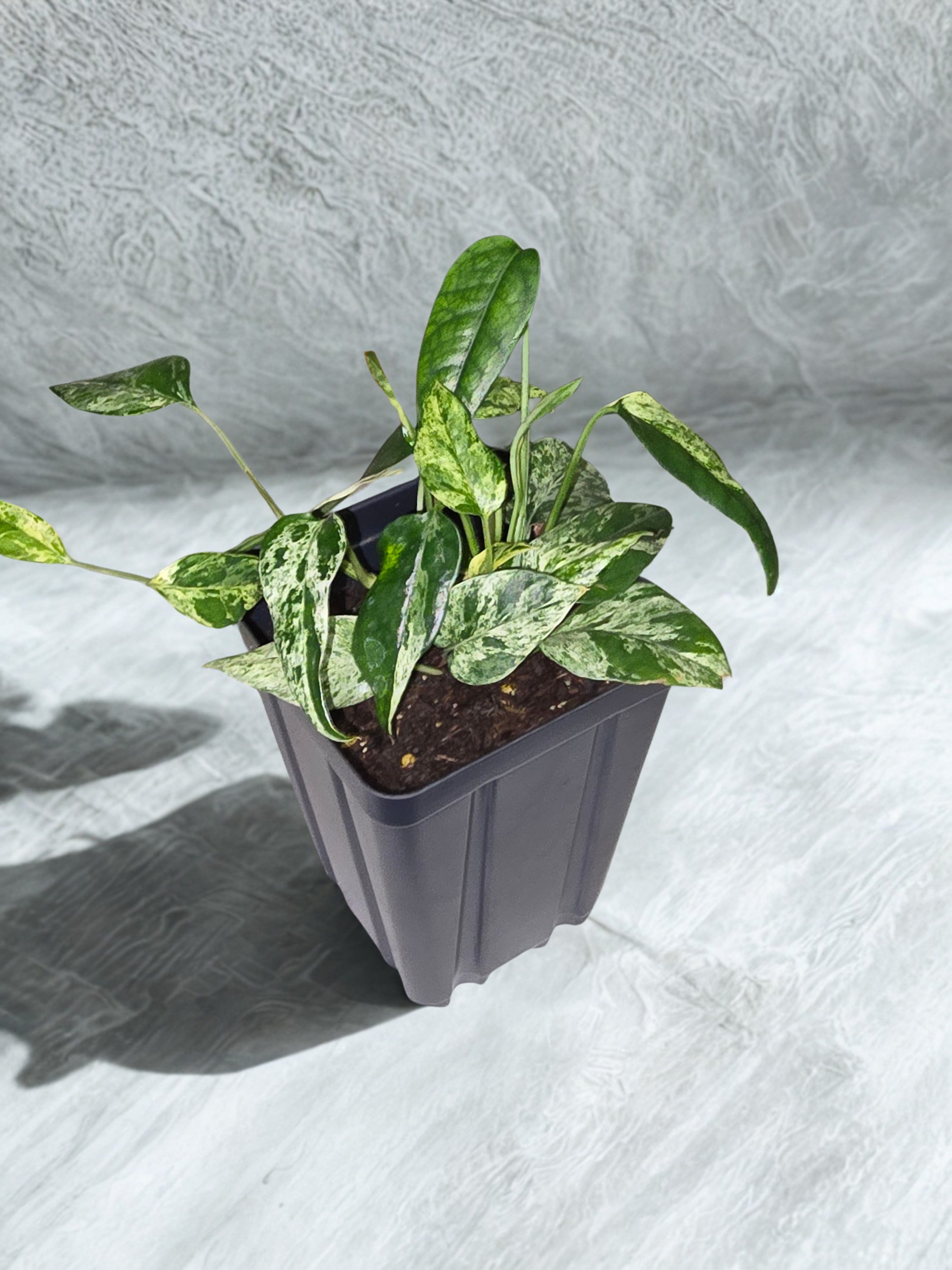 Epipremnum pinnatum “Marble”