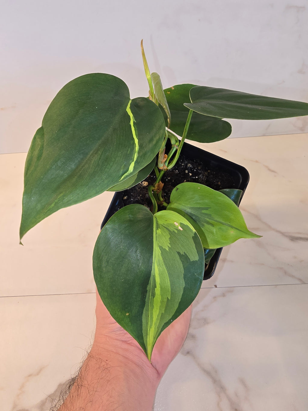 Philodendron 'Brasil'