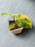 Philodendron 'Burl Marx Variegated'