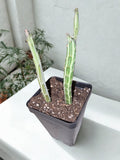 Candy Cane Pickle Plant (Senecio stapeliiformis)