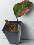 "Strawberry Shake" Philodendron