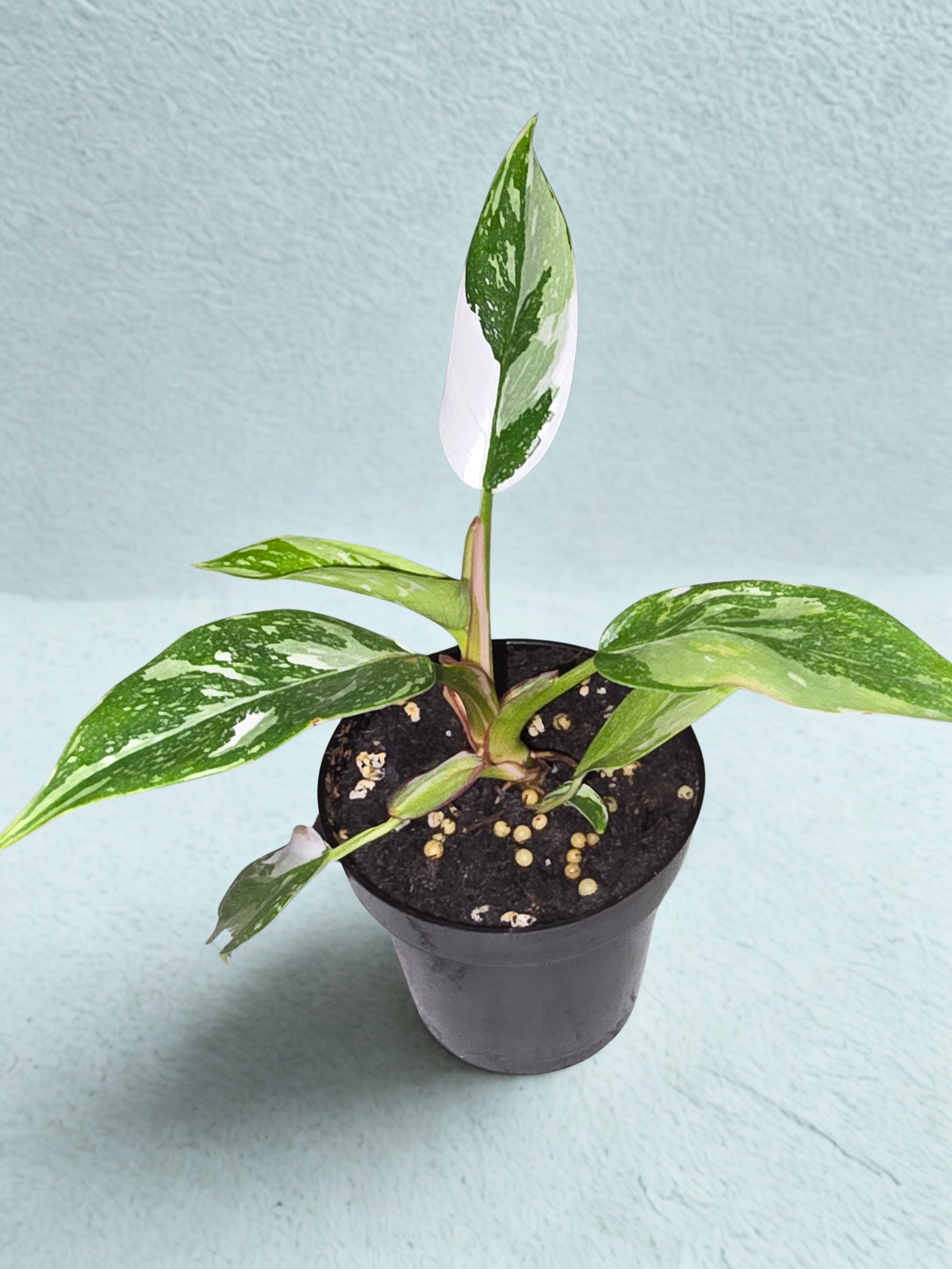 ‘White Princess’ Philodendron