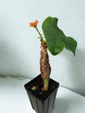 “Buddha Belly Plant” - Jatropha podagrica