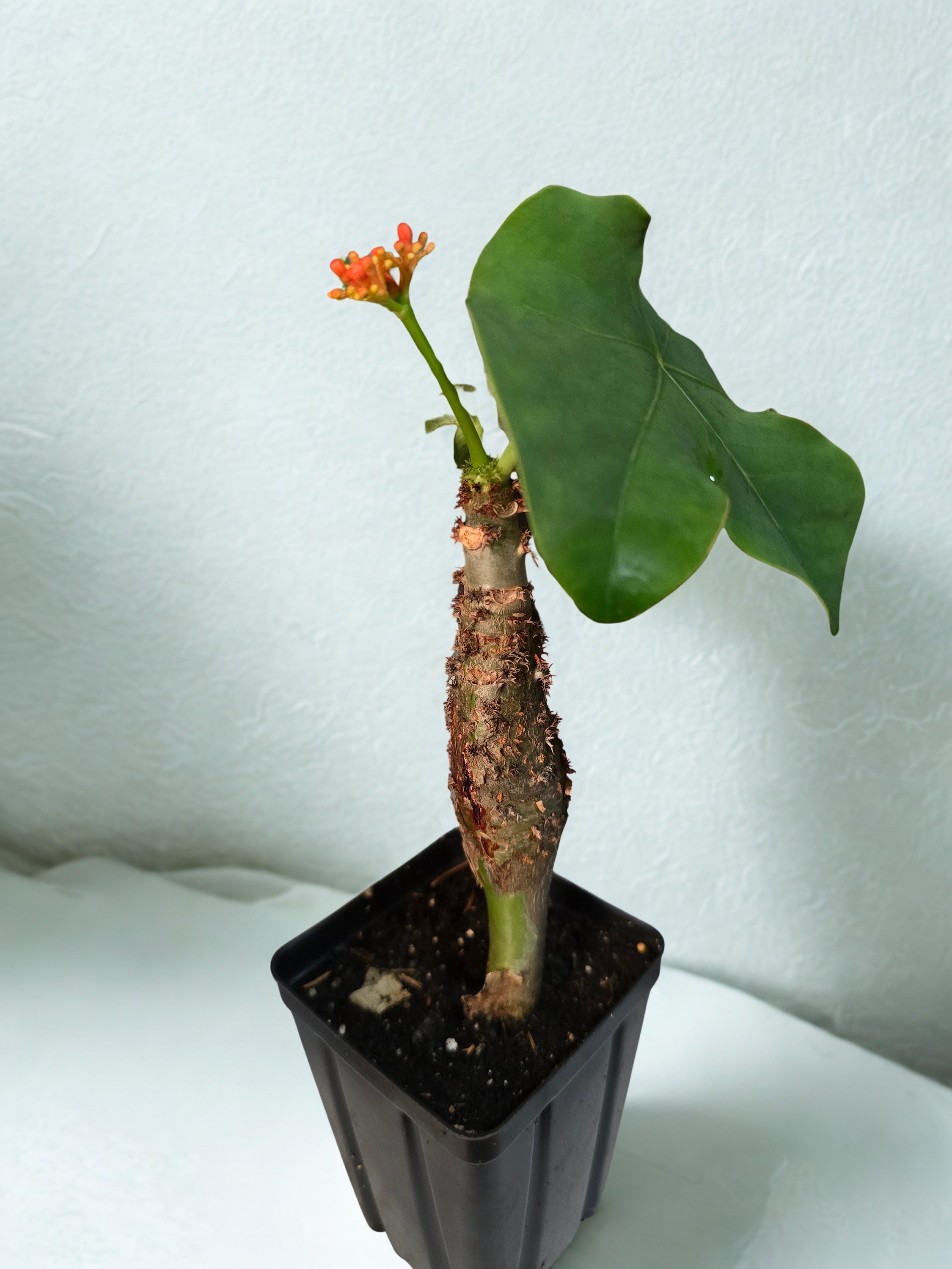 “Buddha Belly Plant” - Jatropha podagrica