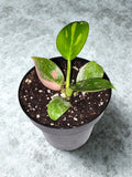 'Green Congo Nuclear' Philodendron