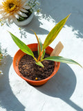 "Caramel Marble" Philodendron 