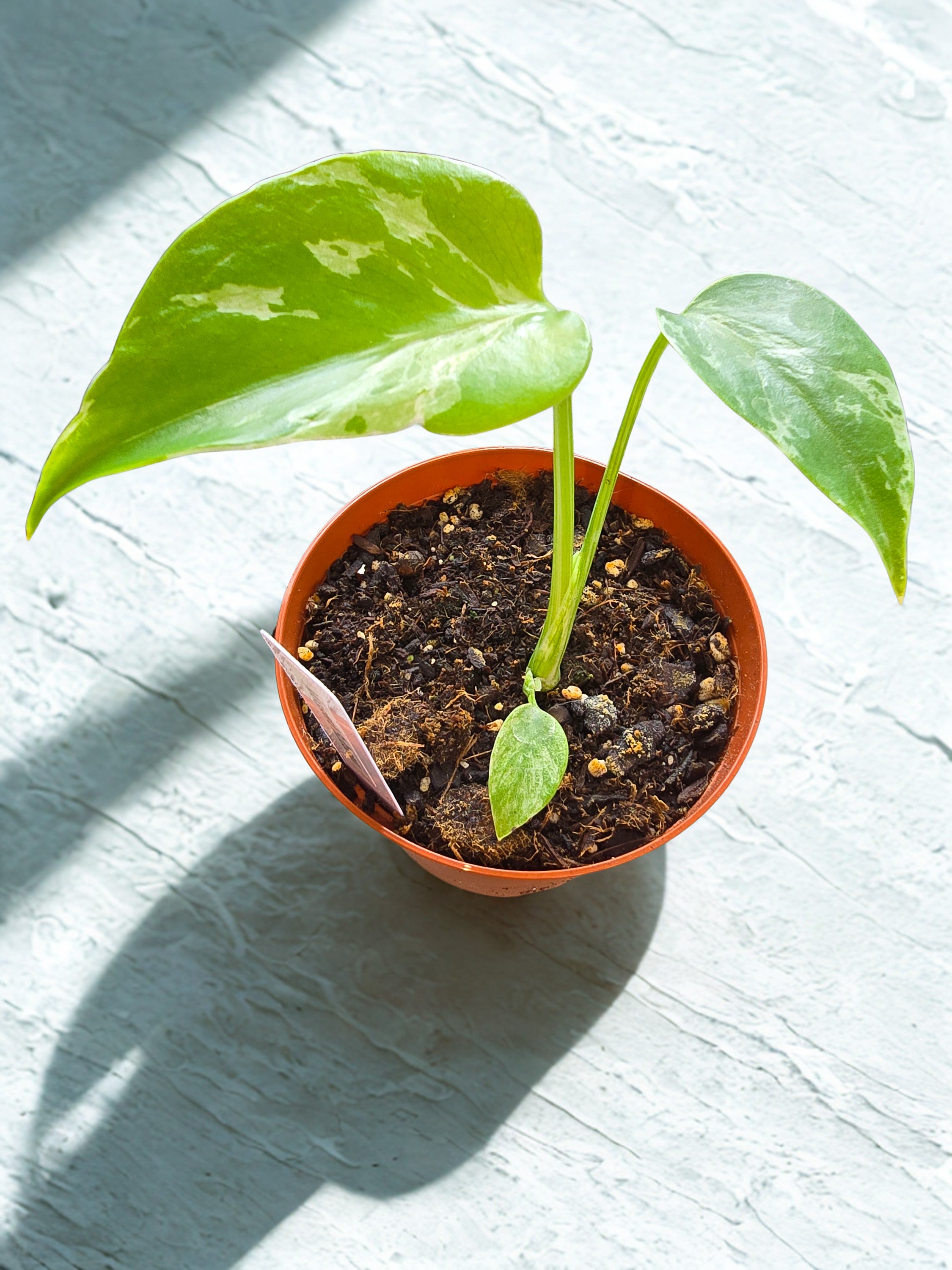 "Bulbasaur" Monstera Deliciosa
